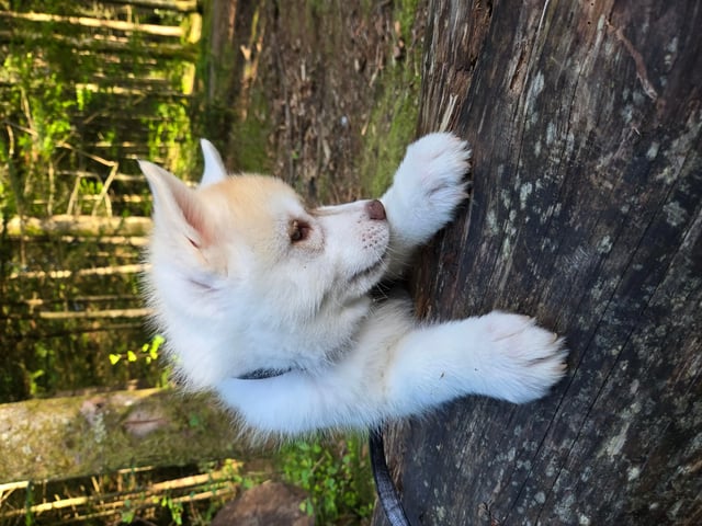 Siberian husky