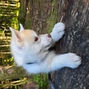 Siberian husky