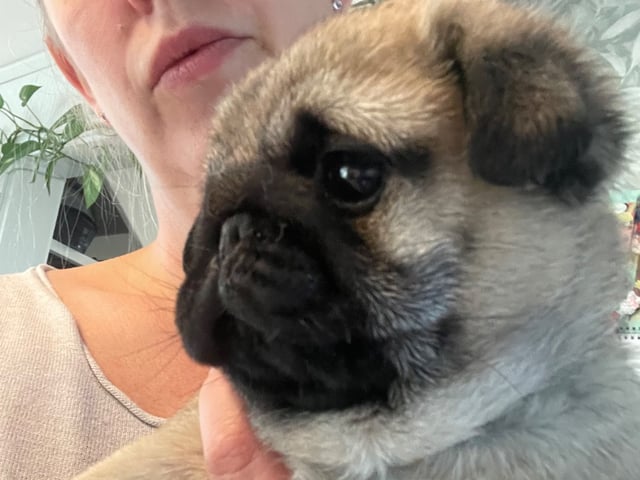 Mops