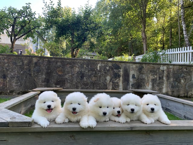 Samojedhund