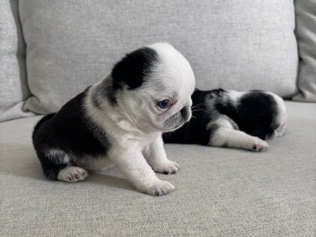 Mops
