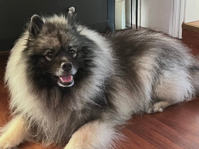 Keeshond