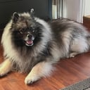 Keeshond