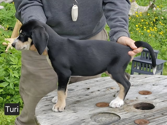 Norwegian Hound