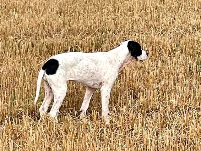 Pointer