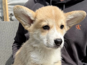 Hallo My Dog