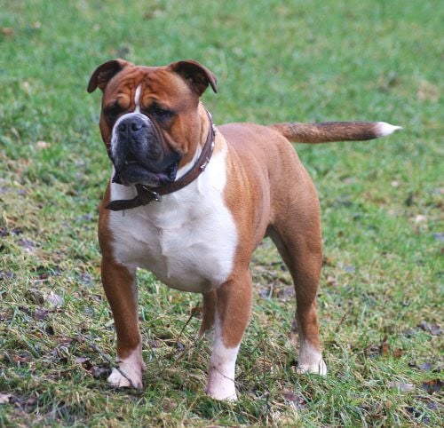 Olde english bulldogge