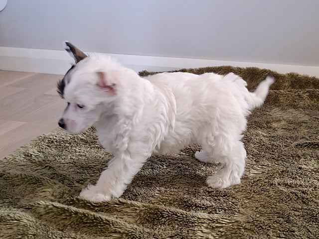 Chinese crested dog