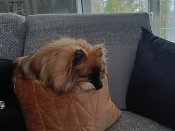 German Spitz – Kleinspitz · Oppegård · Vivian Høeg Møller