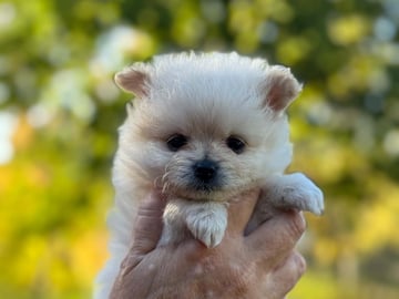 Pomchi · Vikbolandet · Bodil A.