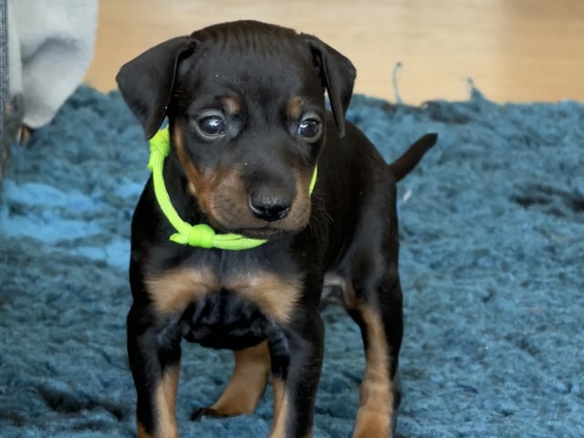 Manchesterterrier