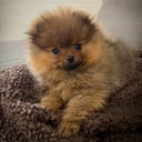 Pomeranian