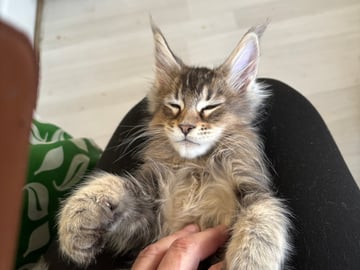 Maine Coon · Boliden · Wikslynx