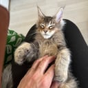 Maine Coon