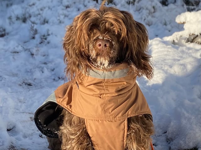 Portugisisk vandhund