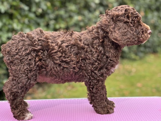 Perro de Agua Español