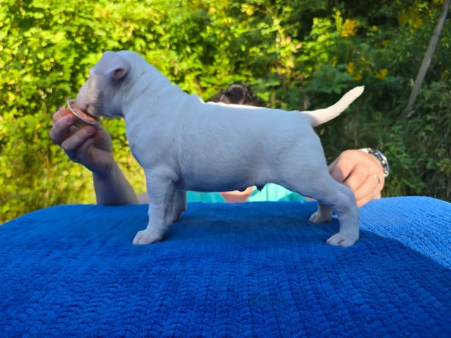 Miniature Bull Terrier