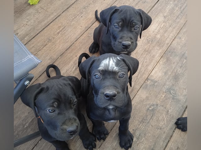 Cane corso · Dala-järna · Monika