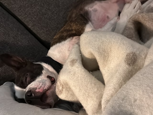 Boston terrier