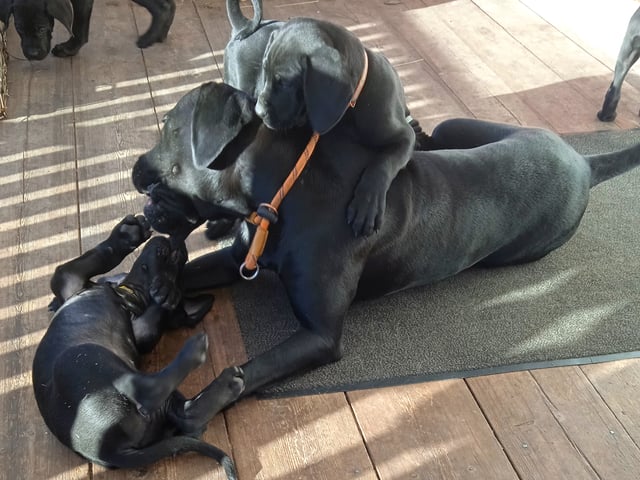 valp: Mamma och Isla & Tobby