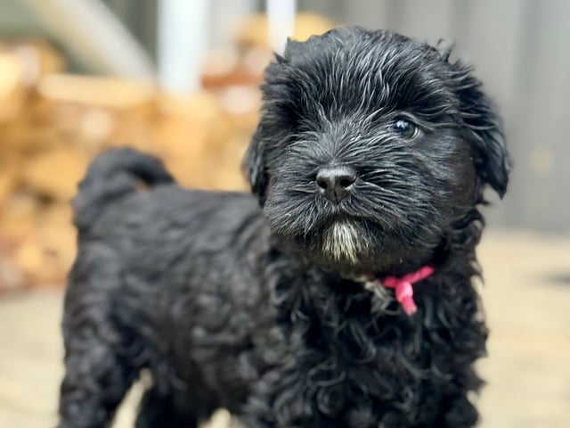 Tibetansk terrier