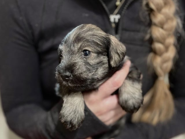Miniature Schnauzer · Partille · Encalnas' Kennel