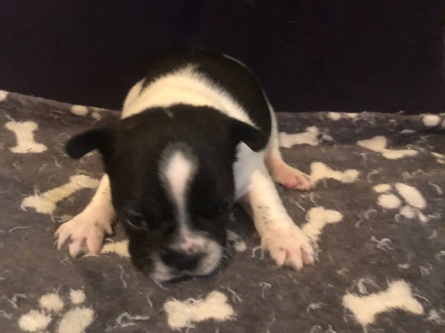 Fransk bulldog · Sollentuna · Maclaren