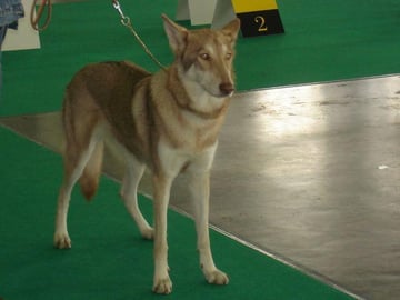 Saarloos Wolfdog