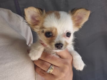 Chihuahua · Mariestad · Mayan Legacy