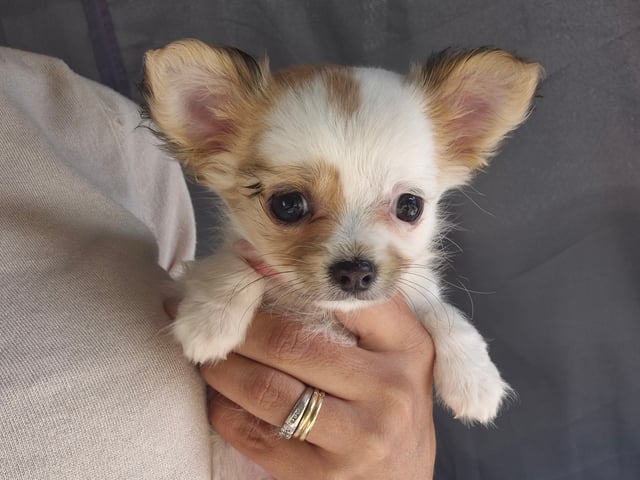 Chihuahua · Mariestad · Mayan Legacy