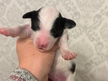 Lundatorpet