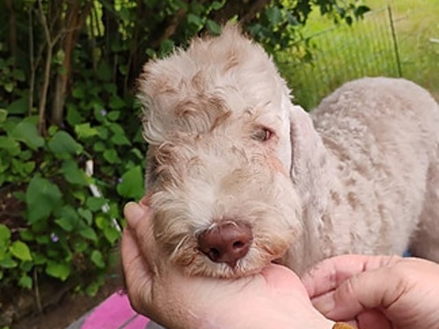 Bedlington Terrier