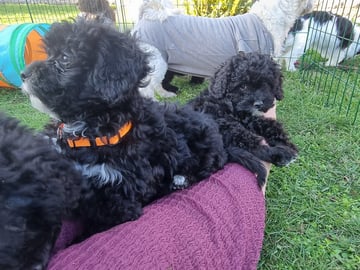 Maltipoo · Ystad · Jenny M.