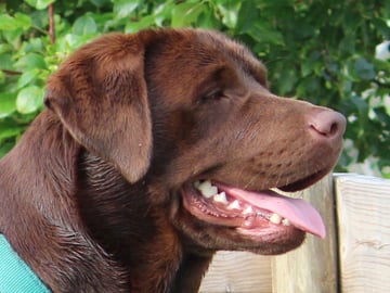 Pappa: Noxsidus Brown Daim (Ajax)