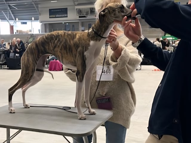 Whippet