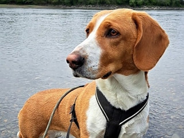 Drever
