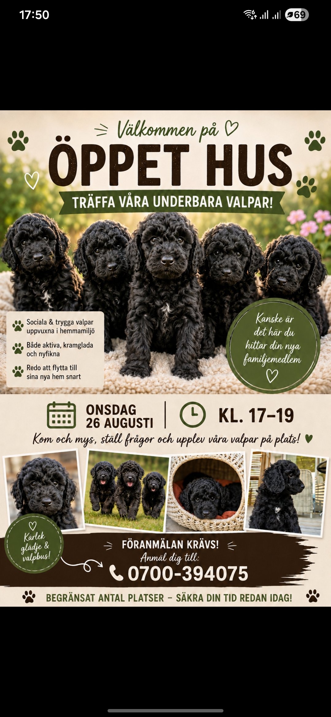Smith Labradoodles
