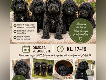 Double Doodle · Borås · Smith Labradoodles
