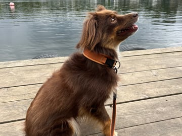 Miniature American Shepherd · Hägersten · Gabriel L.