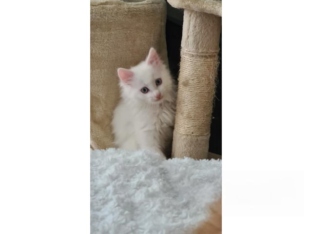 Kurilean Bobtail langhår