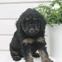 Aussiedoodle