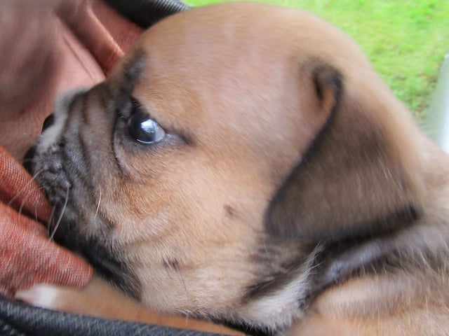 Engelsk bulldog