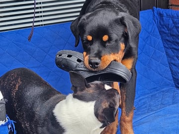 Rottweiler · Linköping · M and Jenny's