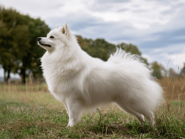 German Spitz – Mittelspitz