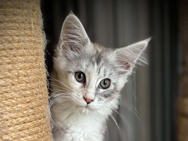 Maine Coon · Norrfjärden · S*Acoonitum’s
