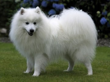 Japanese Spitz