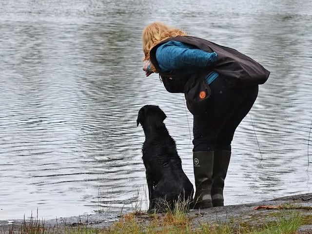 Flatcoated retriever
