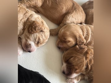 Cockapoo · Fornebu · Kaja F.