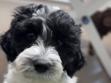 101 Labradoodles