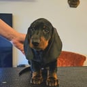 Dachshund